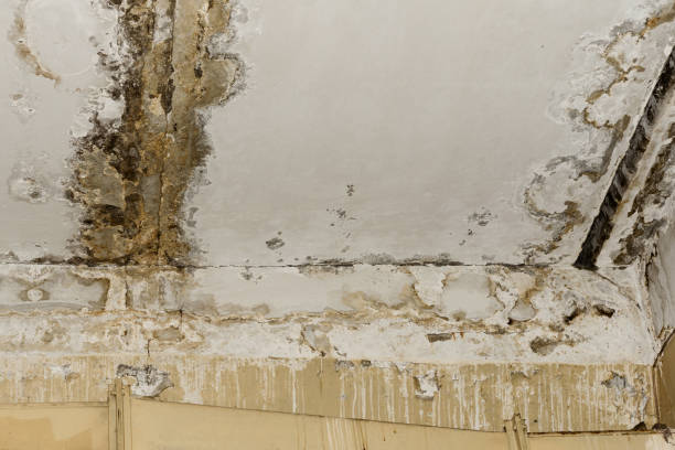 Why You Should Choose Our Mold Remediation Services in Ironton, MO